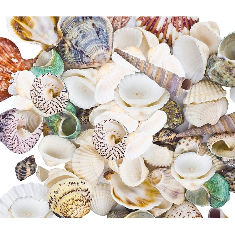 80~85pcs Sea Shells Mixed Beach Seashells for Beach Theme Party Wedding Decorations DIY Crafts Candle Making Fish Tank Vase F...