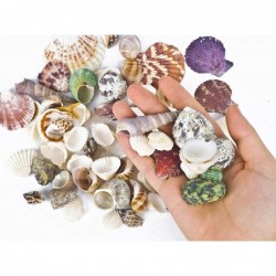 80~85pcs Sea Shells Mixed Beach Seashells for Beach Theme Party Wedding Decorations DIY Crafts Candle Making Fish Tank Vase F...