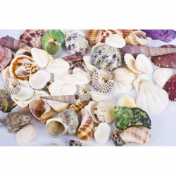 80~85pcs Sea Shells Mixed Beach Seashells for Beach Theme Party Wedding Decorations DIY Crafts Candle Making Fish Tank Vase F...