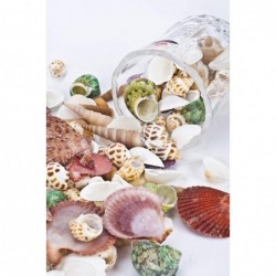 80~85pcs Sea Shells Mixed Beach Seashells for Beach Theme Party Wedding Decorations DIY Crafts Candle Making Fish Tank Vase F...