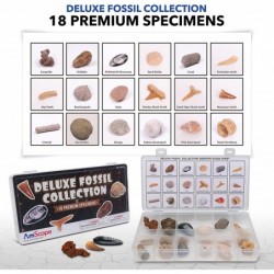 IQCREW - Fossil Collection & Microscope Activity Kit 60X-120X Portable LED Handheld Microscope 18-pc Premium Fossil Specimen ...