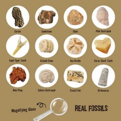 Mega Fossils Dig Kit - Excavate 12 Prehistoric Fossils Shark Teeth Dinosaur Poop Fossil Fish Paleontology Educational Toys fo...