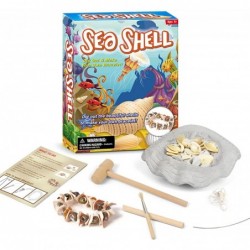 Cameo Shell Gemstone Dig Kit - Dig Out Your Shell DIY String Into Shell Bracelets Dig Kit Kids Activities for Mineralogy Girl...