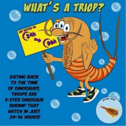 Gigantic Triops Kit Contains Eggs Food Instructions and Helpful Hints to Hatch and Grow Your Own Jumbo-Sized Prehistoric Crea...