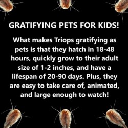 Gigantic Triops Kit Contains Eggs Food Instructions and Helpful Hints to Hatch and Grow Your Own Jumbo-Sized Prehistoric Crea...