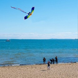 Kite Kites for Kids Easy to Fly Parrot Kite for Children and Adults Comes with 2 Ribbons and 320 feet of Kite String $32.48 K...