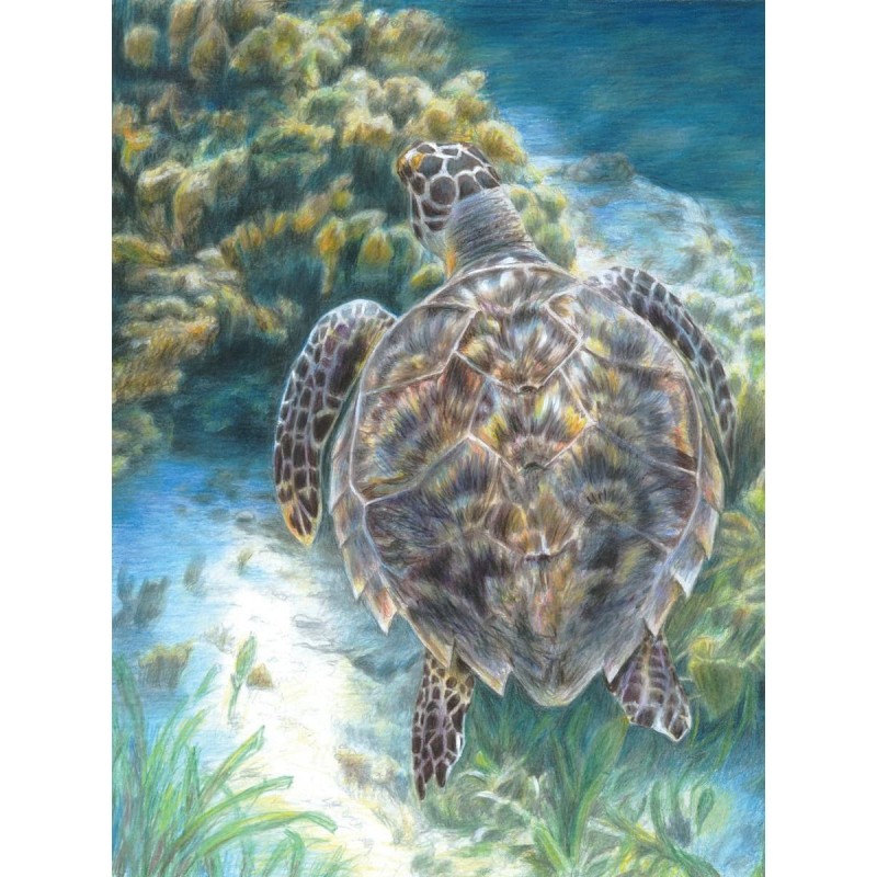 Color Pencil by Number Kit 8.75 by 11.75-Inch Sea Turtle $15.75 Craft Kits